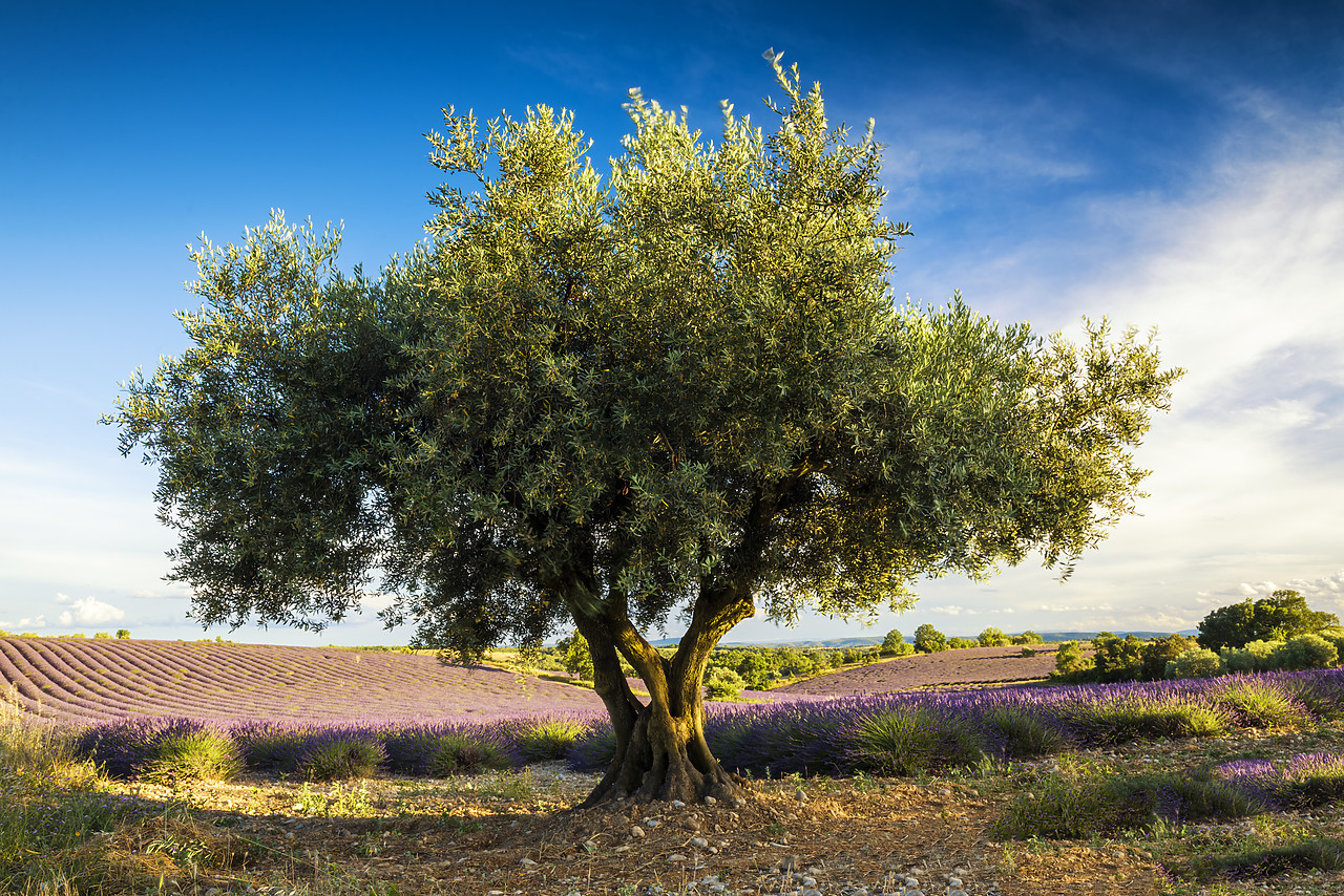 #170644-1 - Olive Tree and Lavender, Provence, France