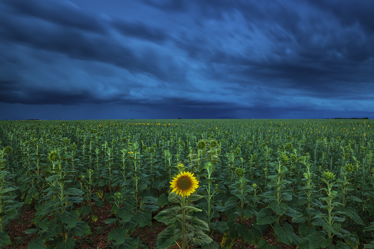 #170645-1 - Single Sunflower in Storm, Provence, France