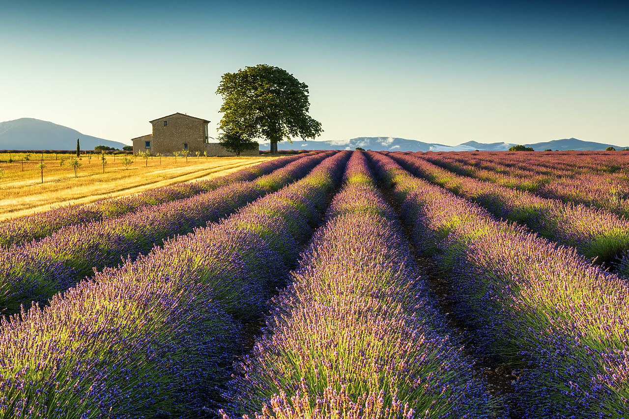 #170647-1 - Villa in Field of Lavender, Provence, France