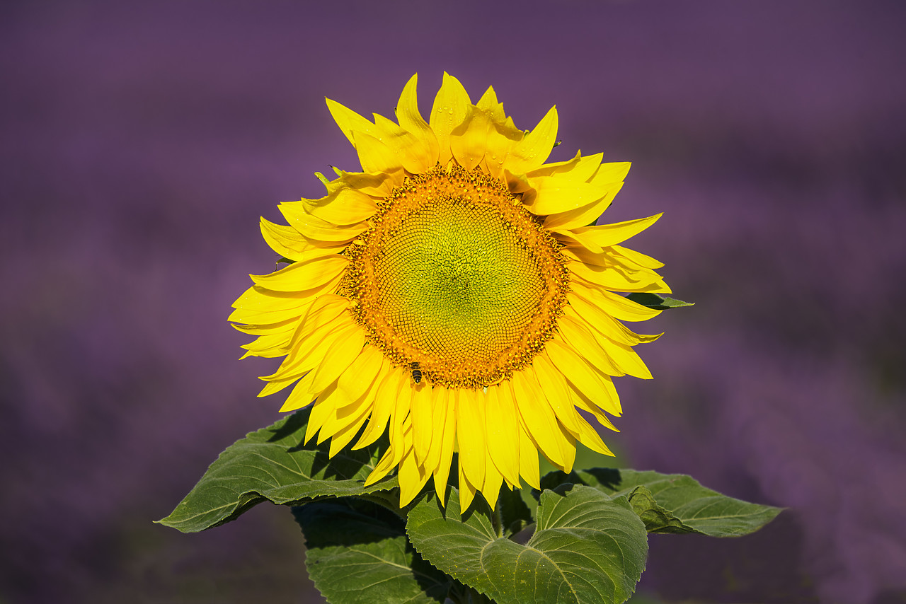 #170650-1 - Sunflower in Close-up, Provence, France