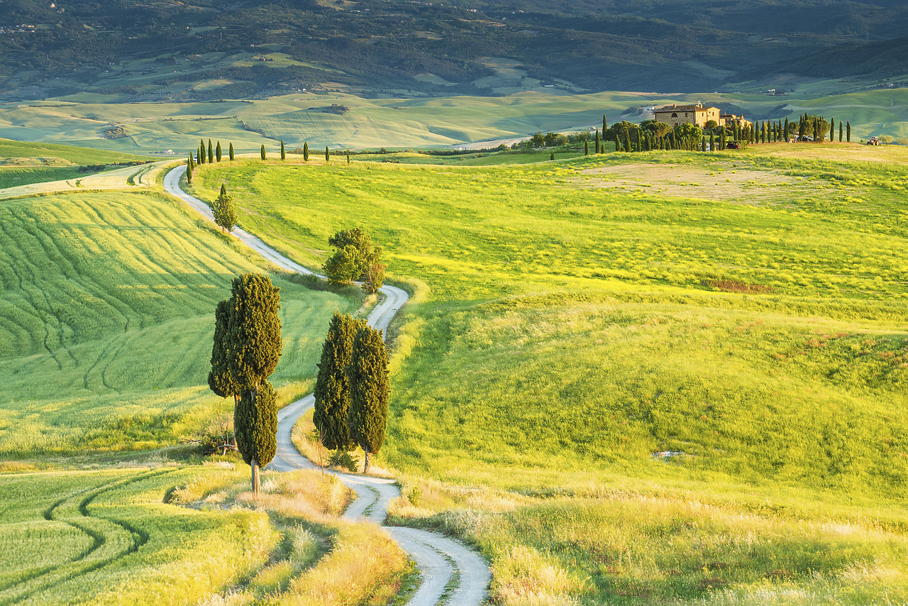 #170746-1 - Road Leading to Terrepille, Tuscany, Italy