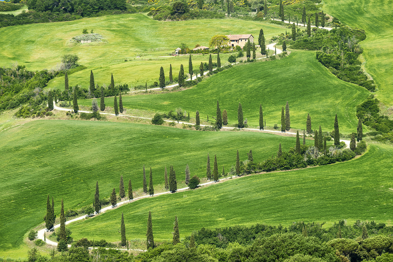 #170748-1 - Winding Cypress Tree-lined Road, Le Foce, Tuscany, Italy
