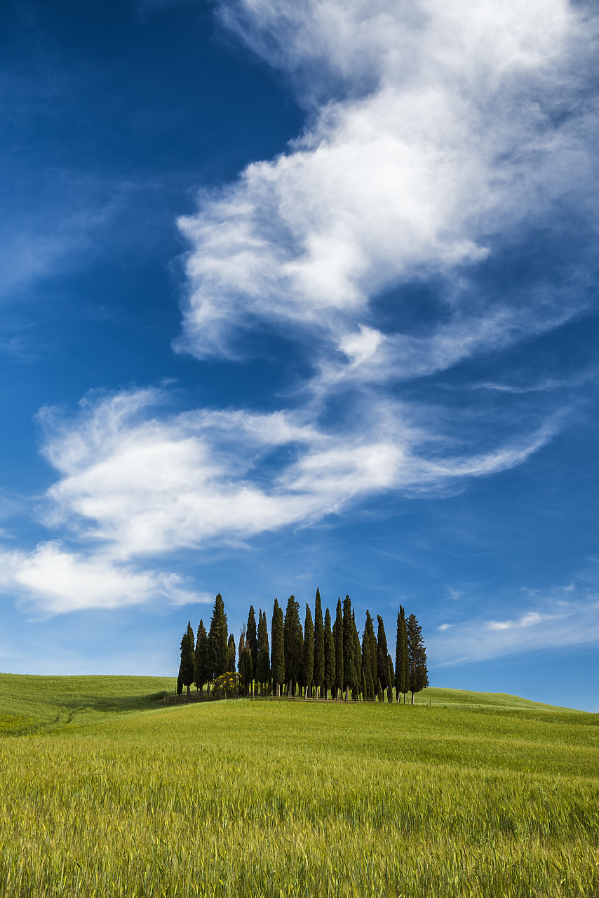 #170751-1 - Cypress Trees & Cloud Formation, Val d'Orcia Tuscany, Italy