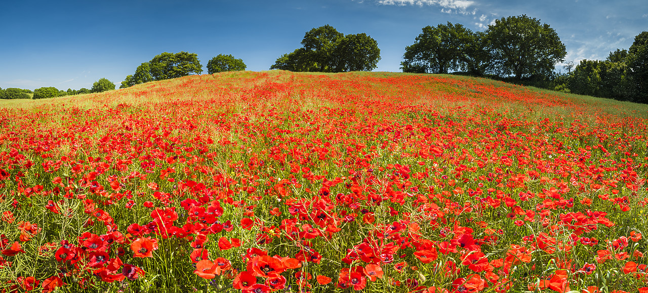 #170756-2 - Field of Poppies, Tuscany, Italy