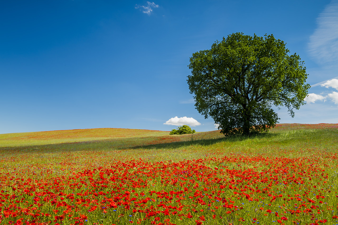 #170760-1 - Tree and Field of Poppies, Tuscany, Italy