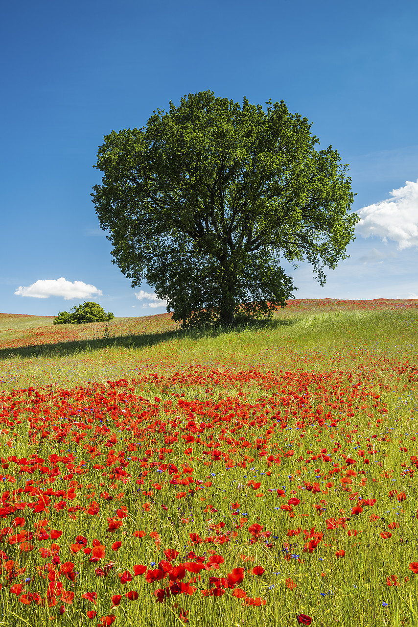 #170760-2 - Tree and Field of Poppies, Tuscany, Italy