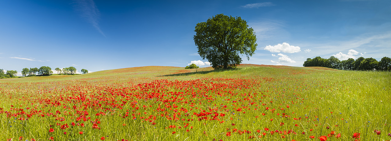 #170761-1 - Tree and Field of Poppies, Tuscany, Italy