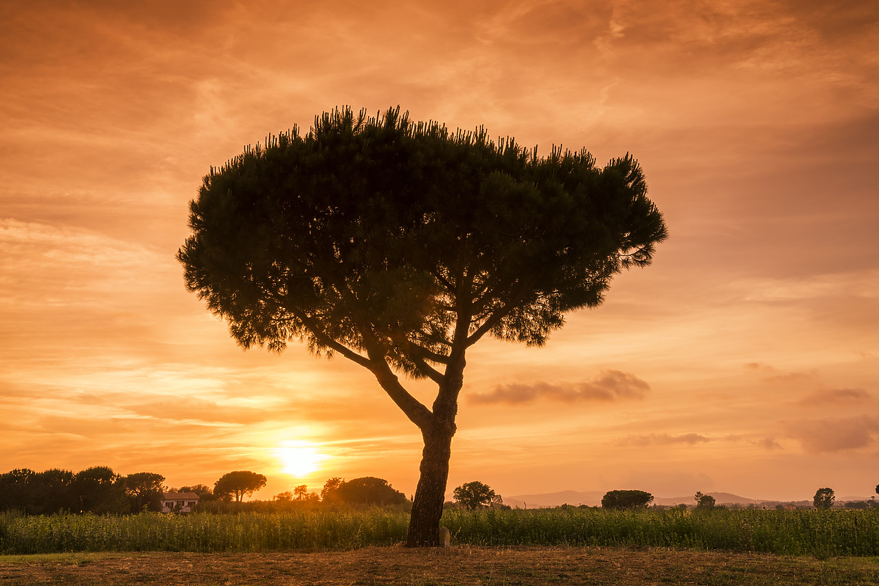 #170766-1 - Umbrella Pine Tree at Sunset, Tuscany, Italy