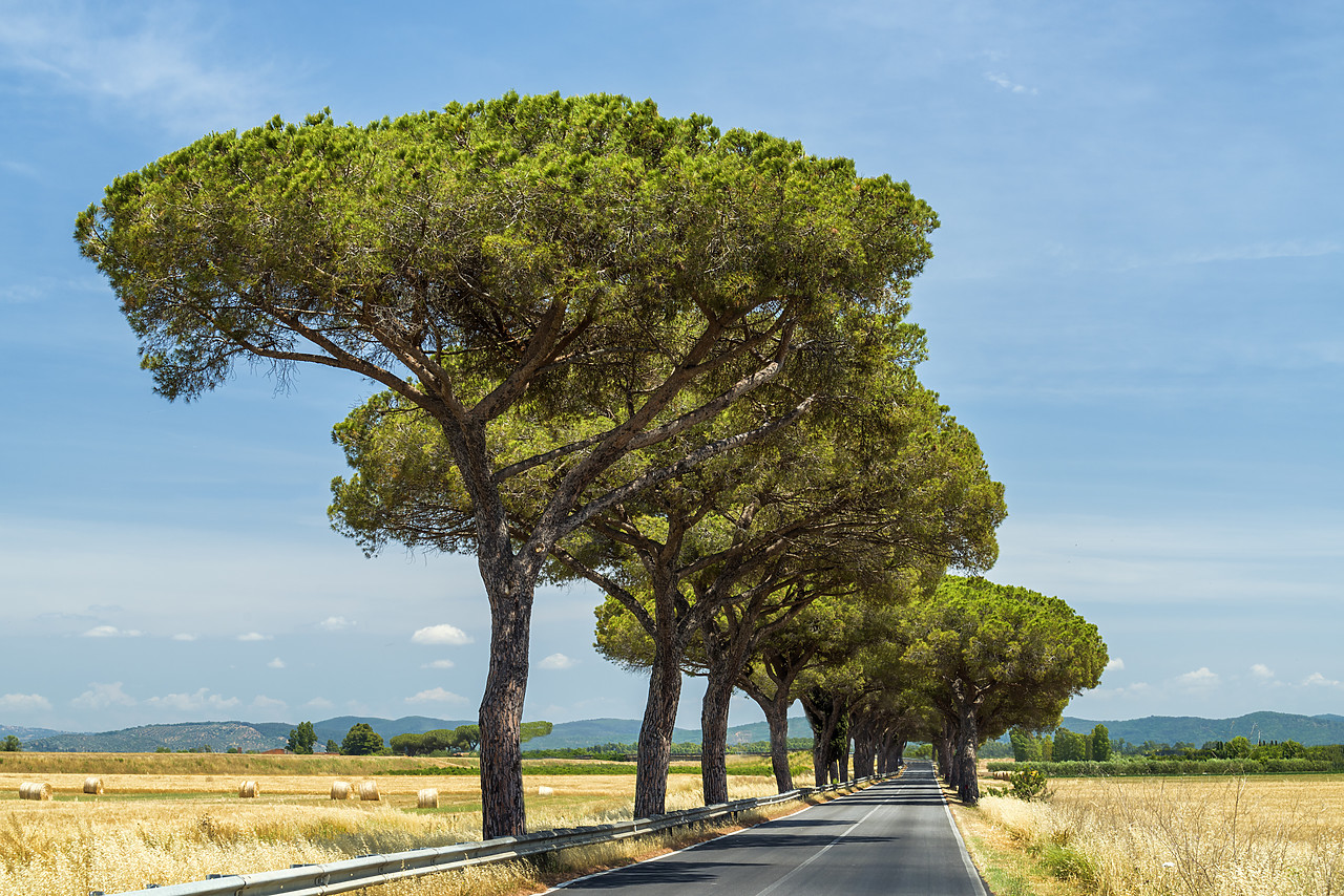 #170767-1 - Road Through Umbrella Pine Trees, Tuscany, Italy