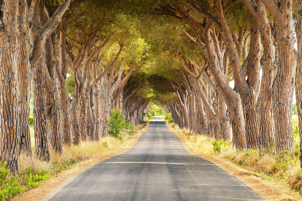 #170770-1 - Road Through Umbrella Pine Trees, Tuscany, Italy