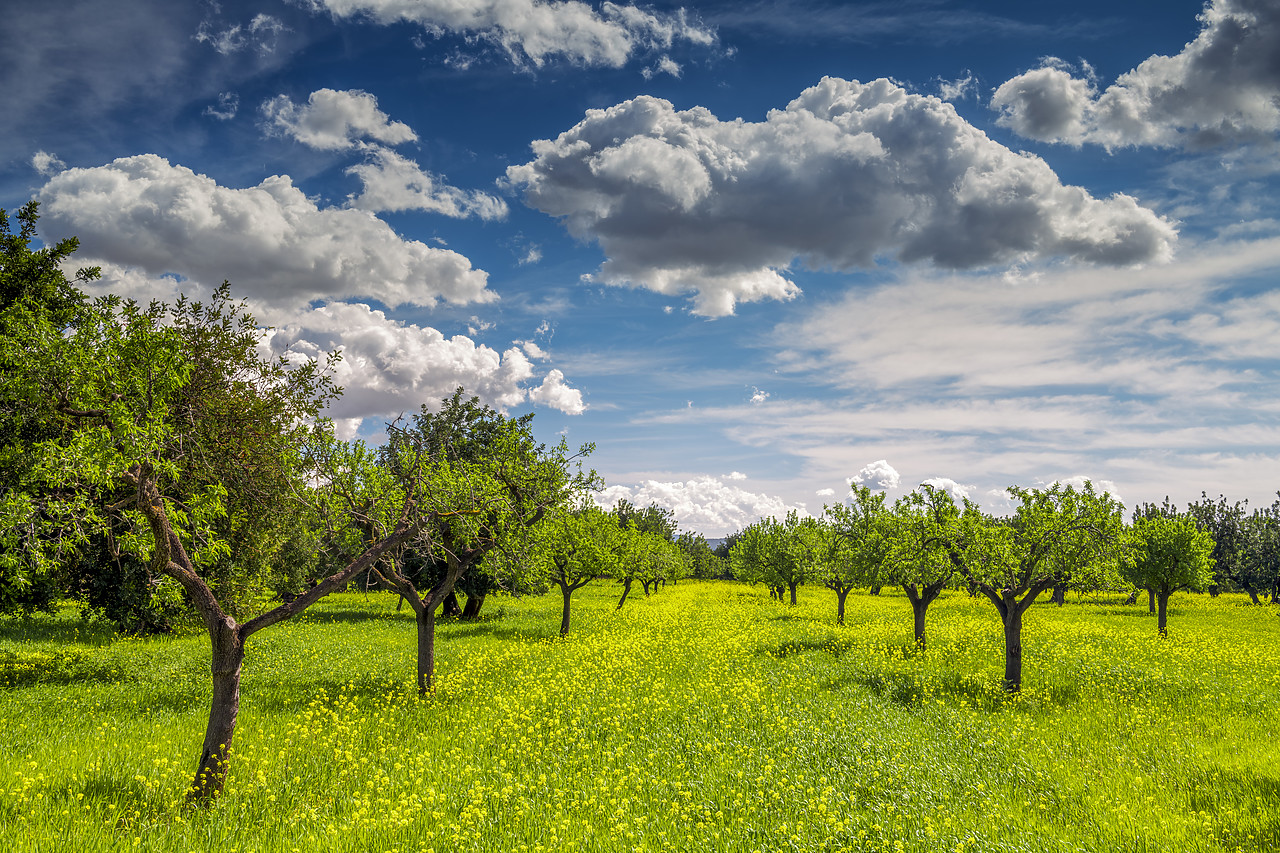 #180142-1 - Almond Trees in Field of Wildflowers, Mallorca, Balearics, Spain
