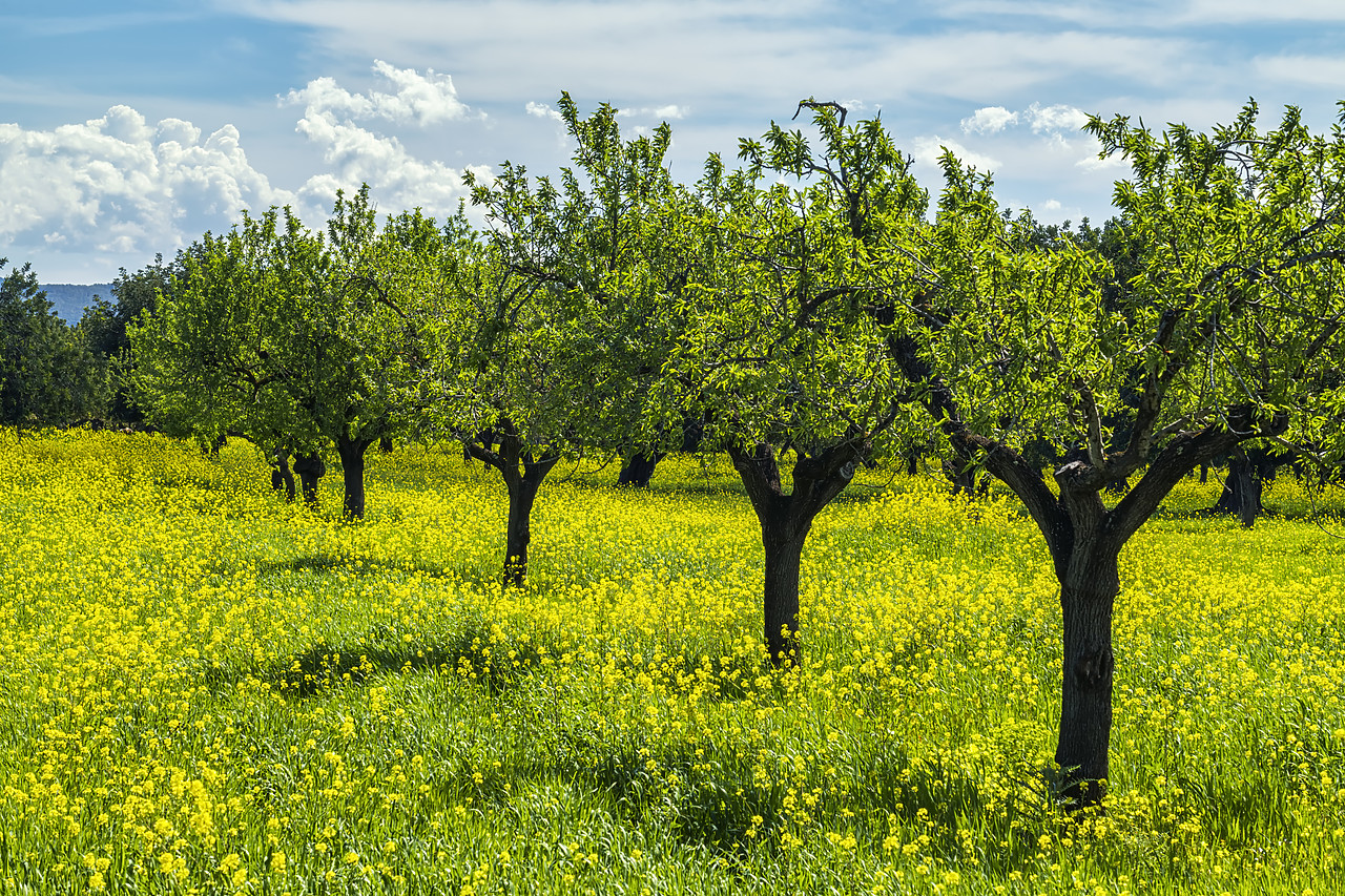 #180143-1 - Almond Trees in Field of Wildflowers, Mallorca, Balearics, Spain