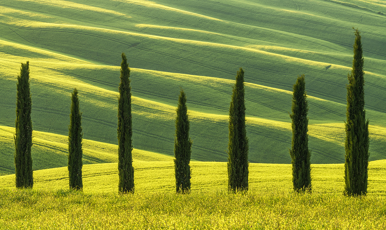 #180201-1 - Cypress Trees, Tuscany, Italy
