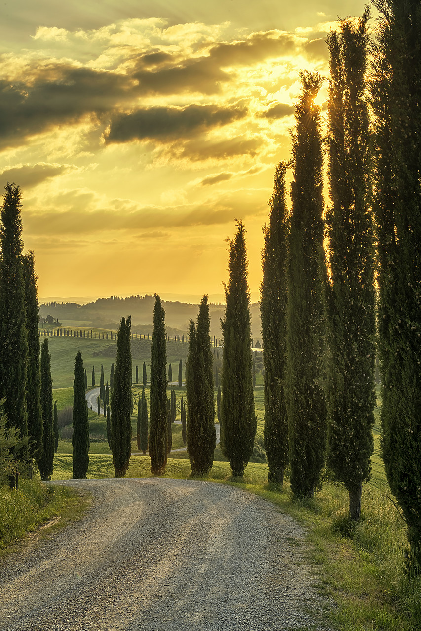 #180202-1 - Cypress Tree-lined Road, Tuscany, Italy
