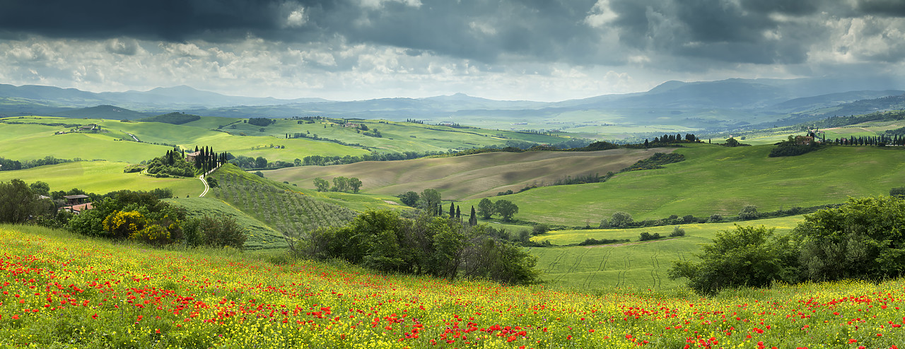 #180206-1 - Field of Wildflowers Above Belvedere, Val d' Orcia, Tuscany, Italy