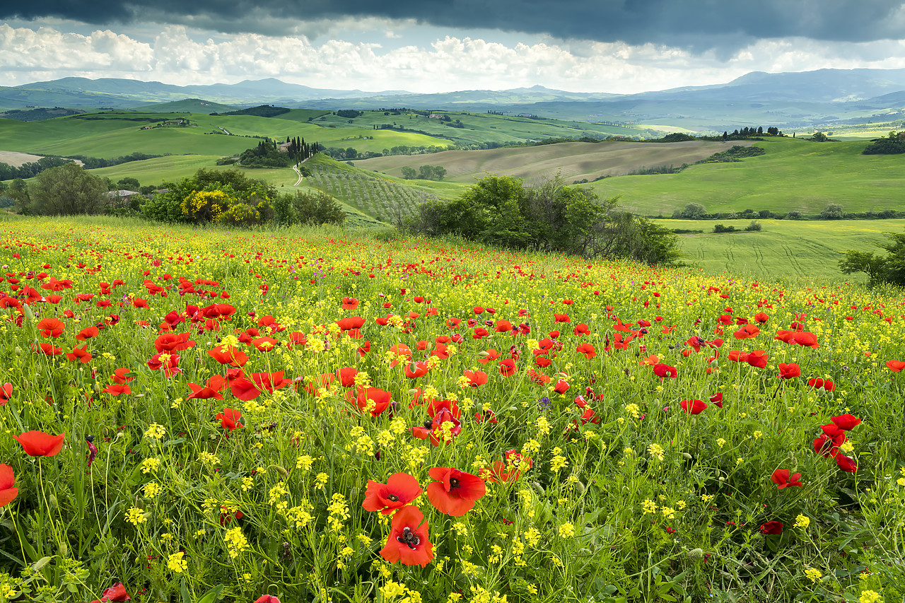 #180207-1 - Field of Wildflowers Above Belvedere, Val d' Orcia, Tuscany, Italy