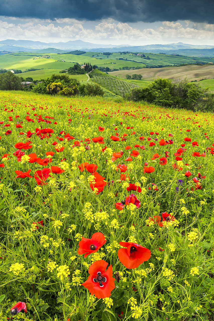 #180207-2 - Field of Wildflowers Above Belvedere, Val d' Orcia, Tuscany, Italy