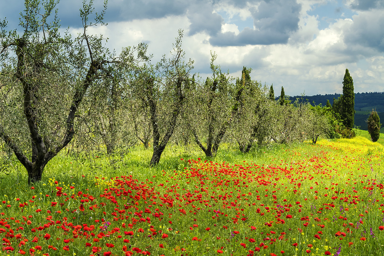 #180208-1 - Olive Trees & Field of Poppies, Tuscany, Italy