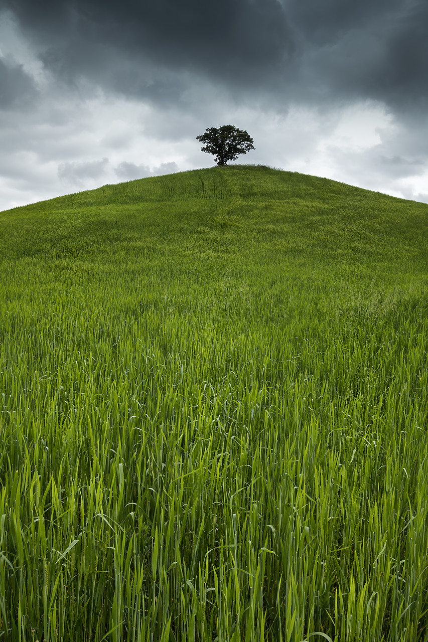 #180209-3 - Lone Tree on Hill, Tuscany, Italy