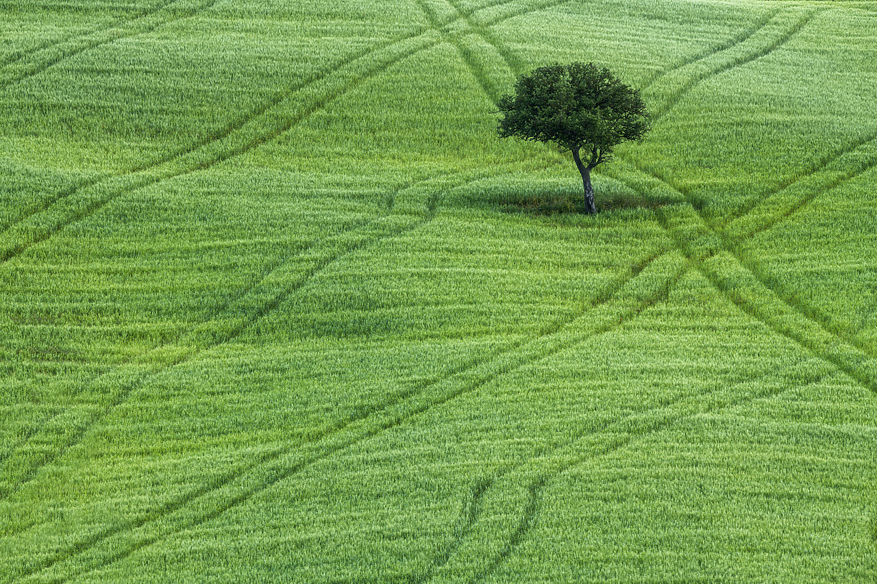 #180211-1 - Lone Tree in Field of Wheat, Tuscany, Italy