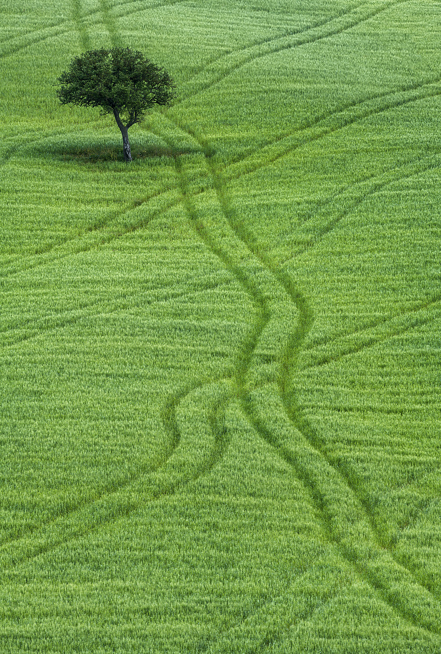 #180211-2 - Lone Tree in Field of Wheat, Tuscany, Italy