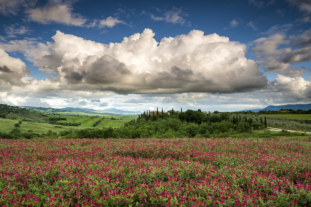 #180212-1 - Field of Clover, Val d' Orcia, Tuscany, Italy