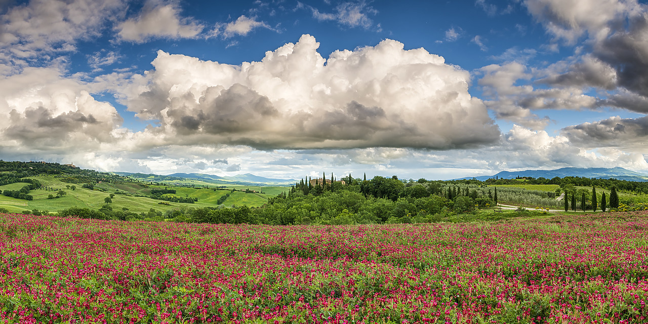 #180212-2 - Field of Clover, Val d' Orcia, Tuscany, Italy