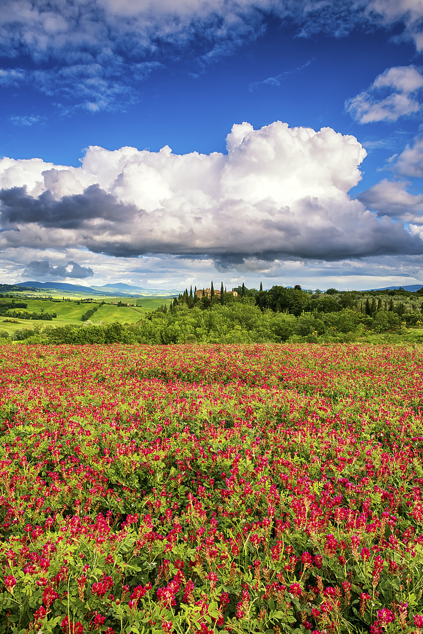 #180212-3 - Field of Clover, Val d' Orcia, Tuscany, Italy