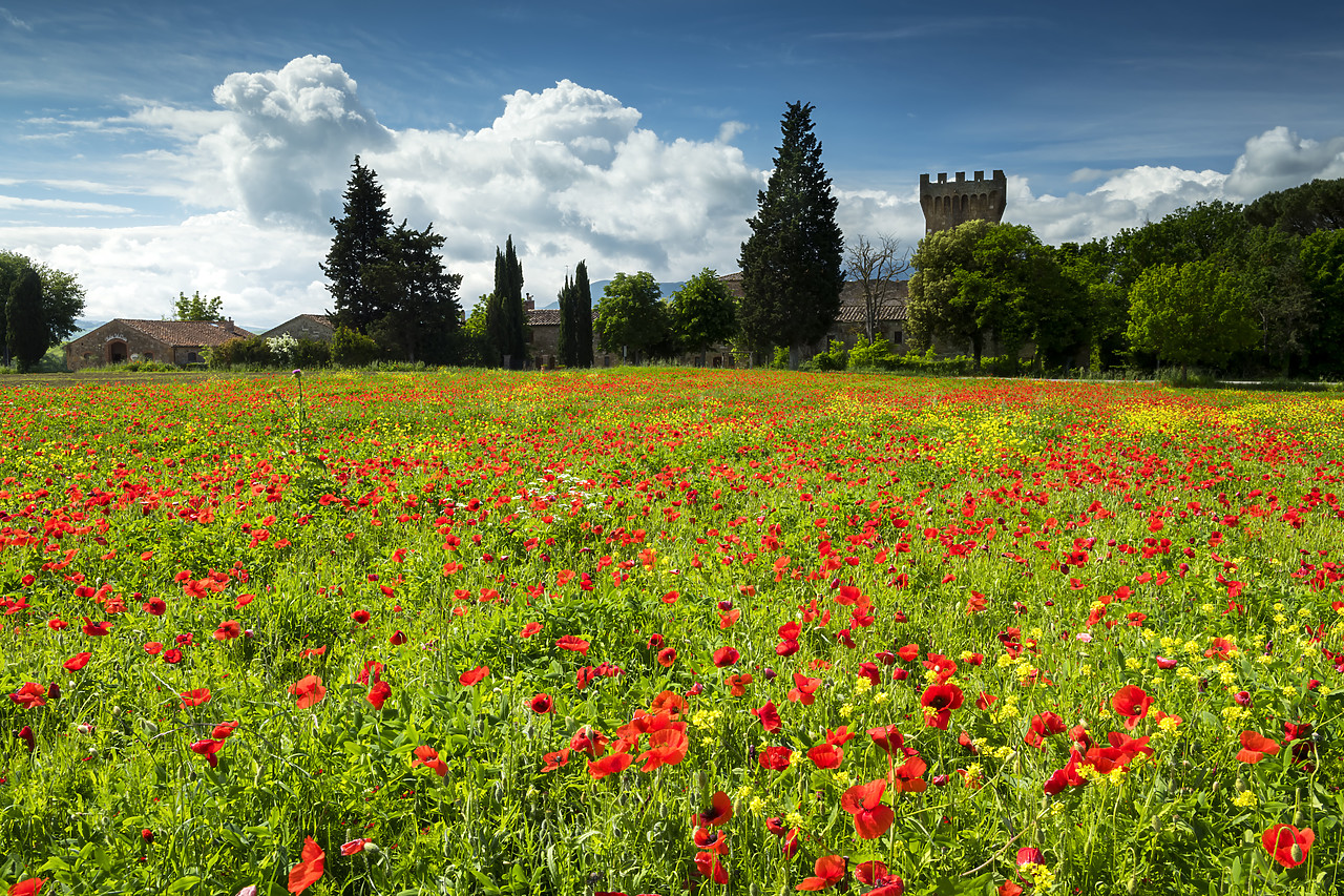 #180214-1 - Field of Poppies, Tuscany, Italy