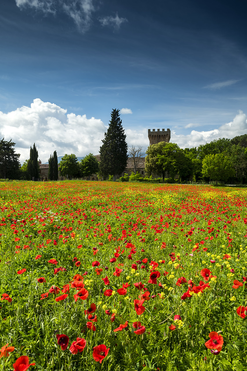 #180214-2 - Field of Poppies, Tuscany, Italy