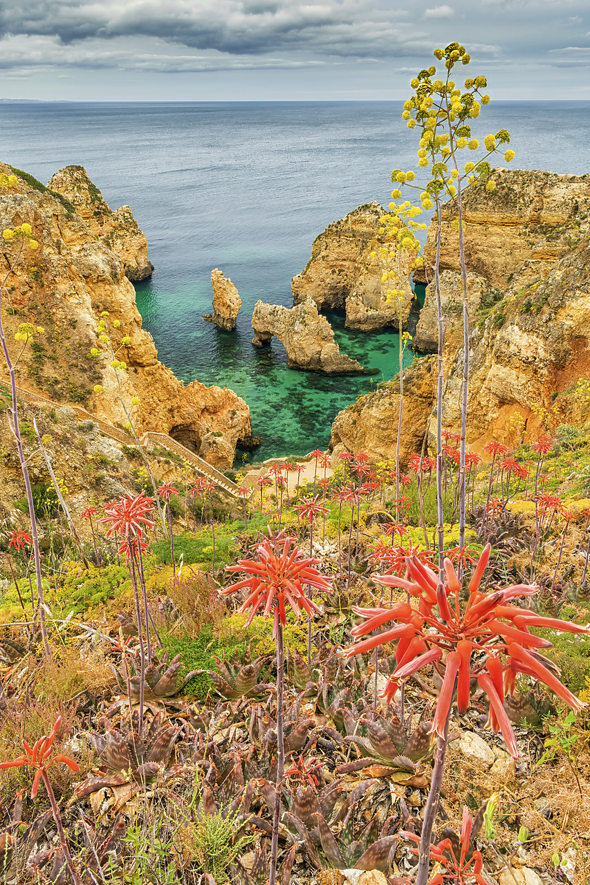#180227-1 - Aloe Wildflowers at Ponta da Piedade, near Lagos, Algarve, Portugal