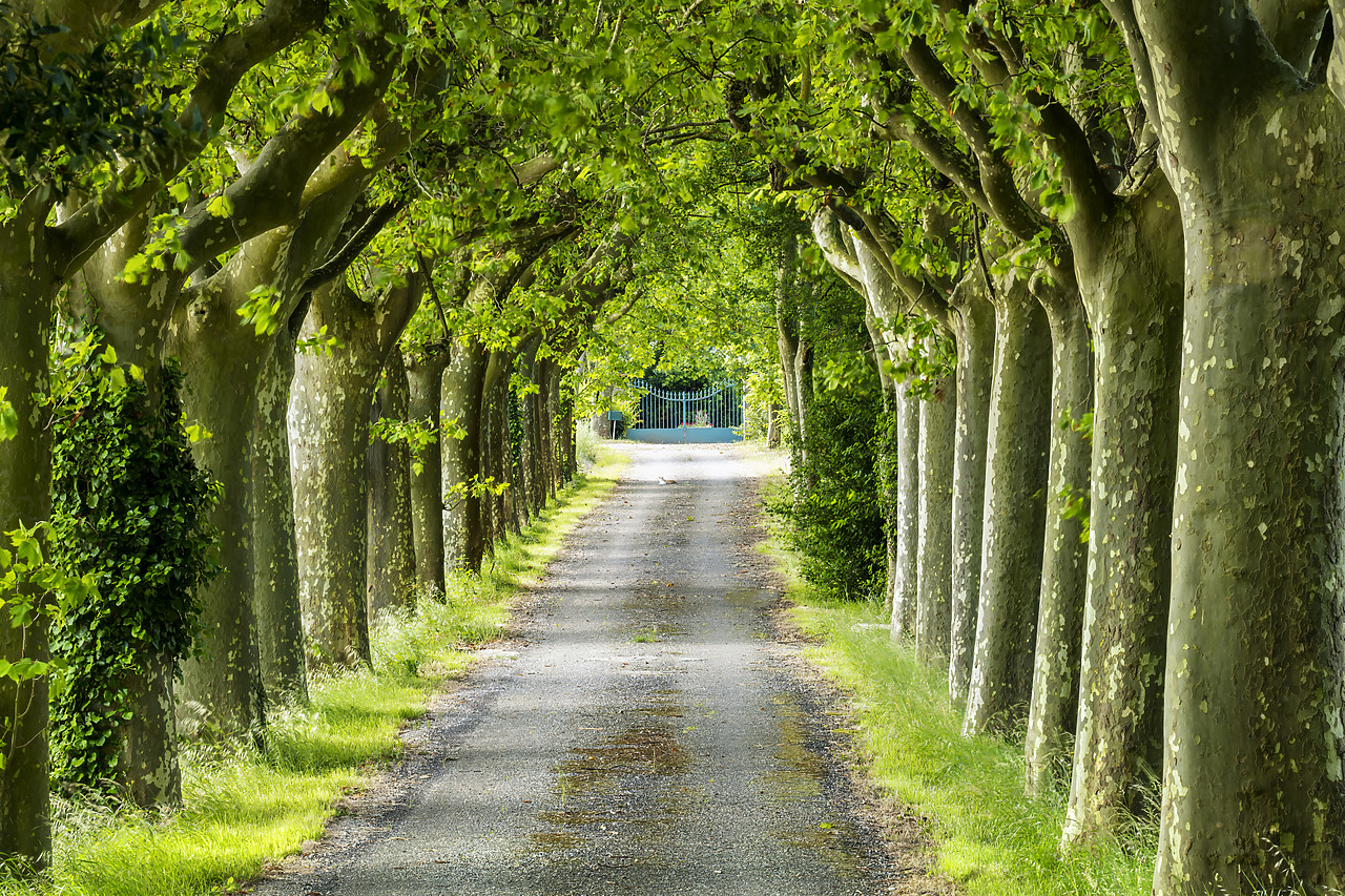 #180255-1 - Tree-lined Road, near Carcassonne, Occitanie, France