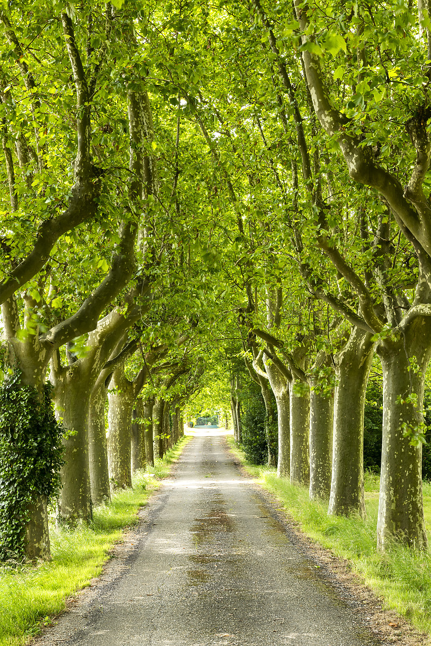 #180255-2 - Tree-lined Road, near Carcassonne, Occitanie, France