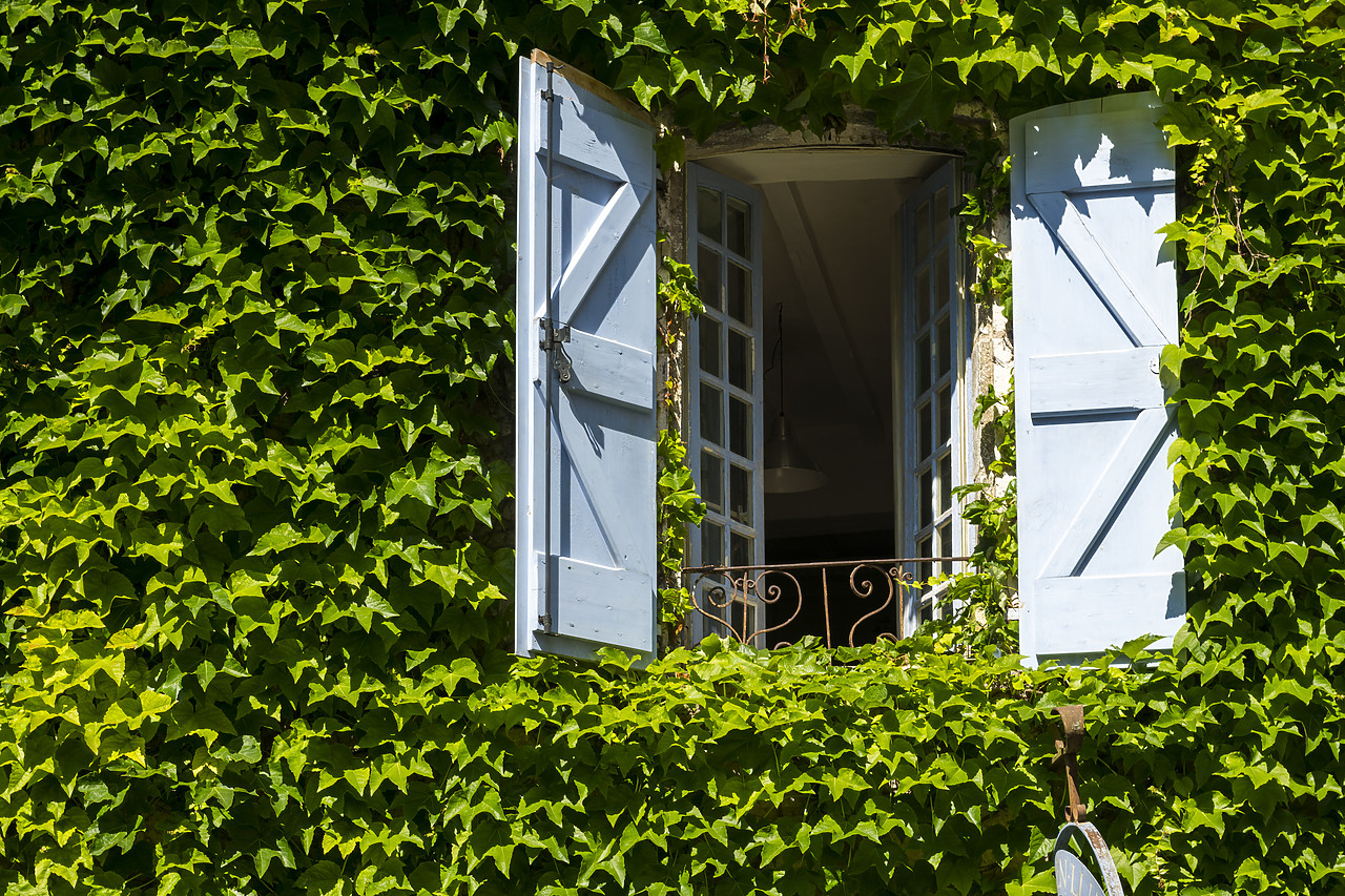 #180266-1 - Ivy-covered Wall & Window, Cordes sur Ciel, Tarn, Occitanie, France