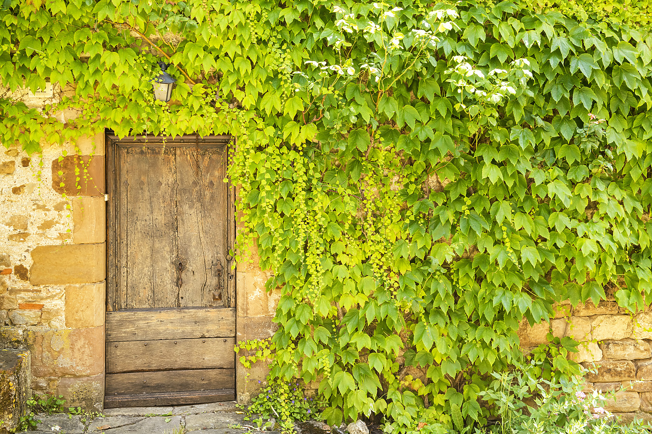 #180268-1 - Old Door & Ivy-covered Wall, Cordes sur Ciel, Tarn, Occitanie, France