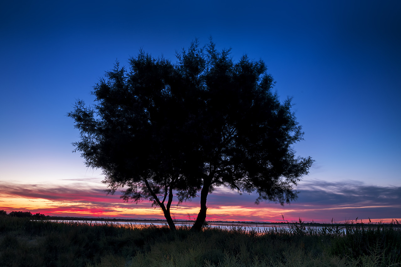 #180284-1 - Trees at Sunset, Camargue, France