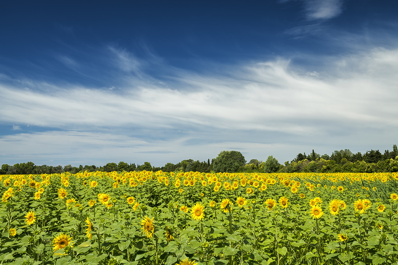 #180286-1 - Field of Sunflowers, Carmargue, France
