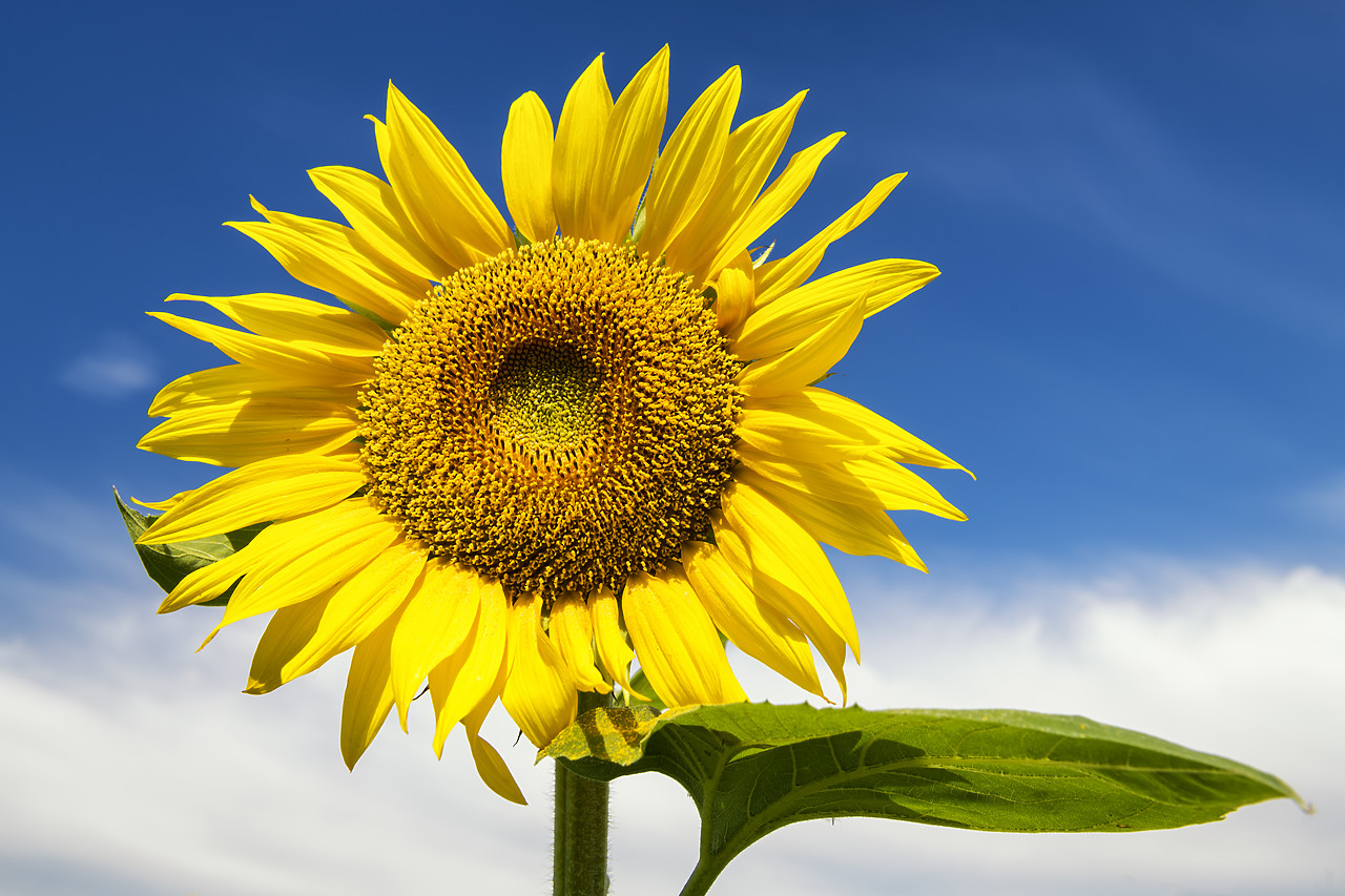#180287-1 - Sunflower, Provence, France