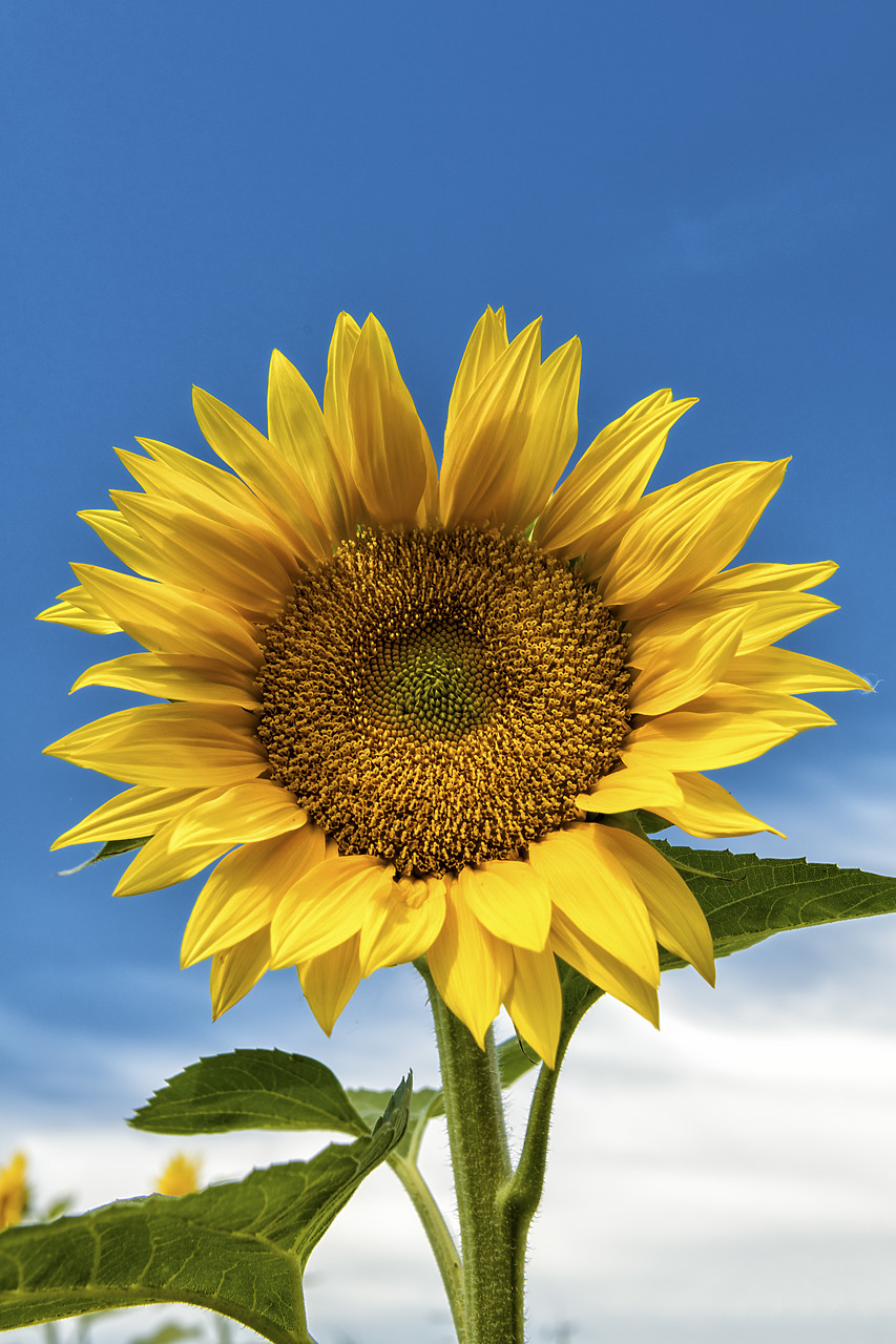 #180288-1 - Sunflower, Provence, France