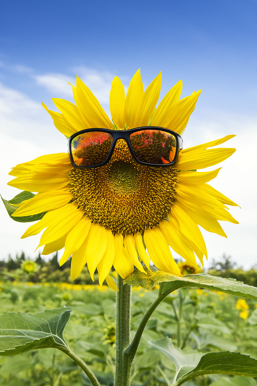#180289-1 - Sunflower Wearing Sunglasses, Provence, France