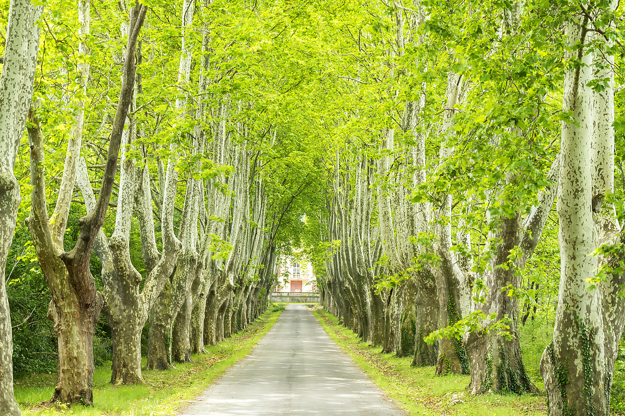 #180290-1 - Tree-lined Road, St. Remy, Provence, France