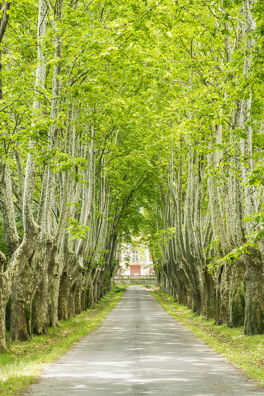 #180290-2 - Tree-lined Road, St. Remy, Provence, France
