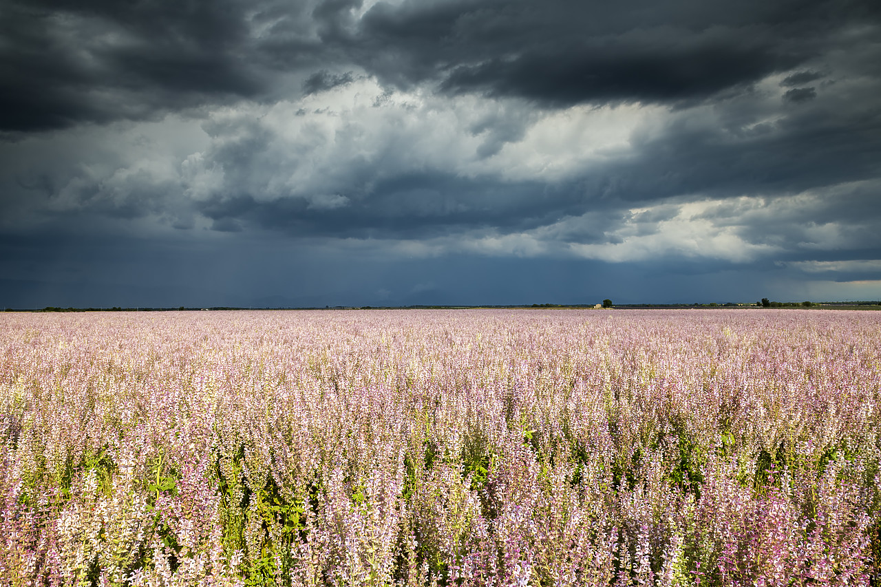 #180291-1 - Storm Clouds over Field of Clary Sage, Valensole Plateau, Provence, France