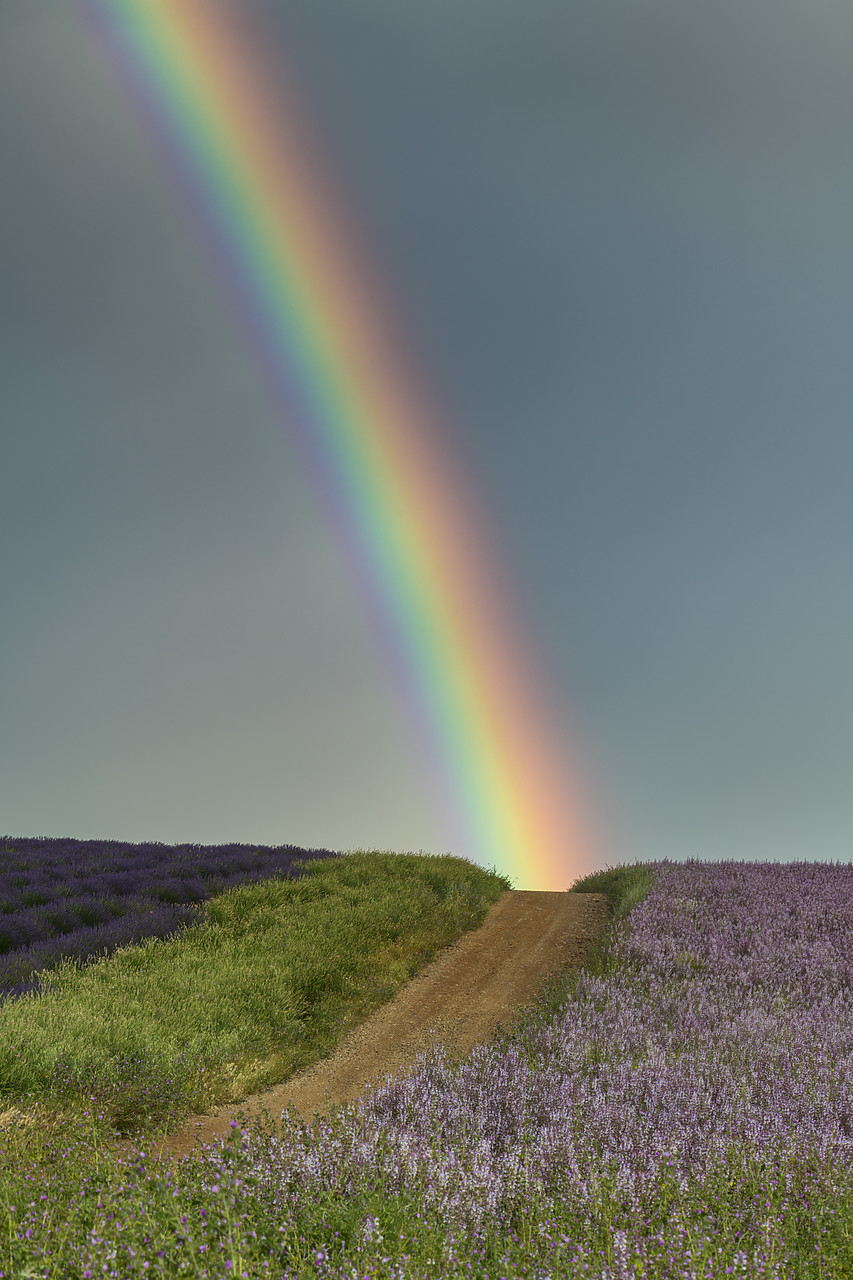 #180295-1 - Country Lane & Rainbow, Valensole Plateau, Provence, France