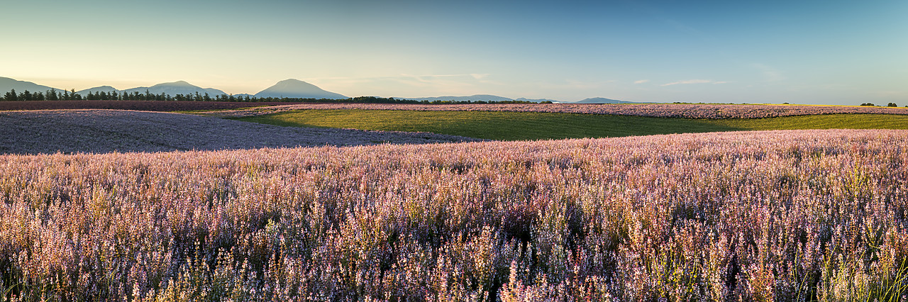 #180297-1 - Field of Clary Sage, Valensole Plateau, Provence, France