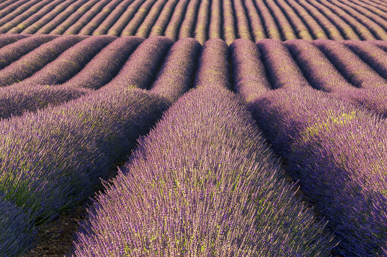 #180298-1 - Rows of Lavender, Valensole Plateau, Provence, France