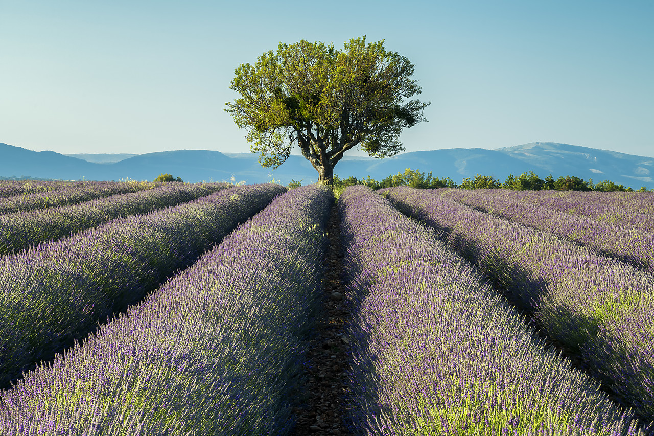 #180299-1 - Single Tree & Lavender, Valensole Plateau, Provence, France