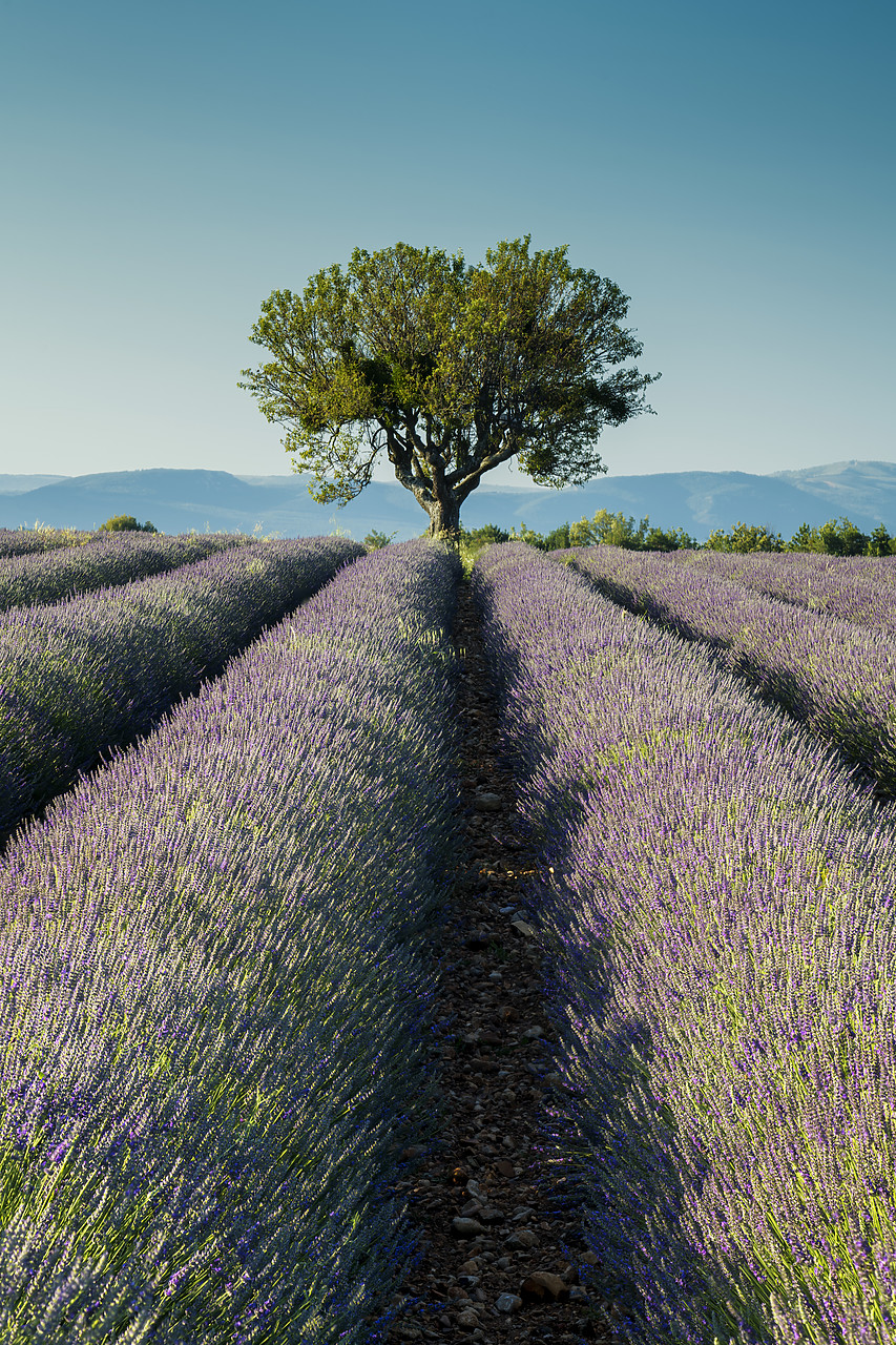 #180299-2 - Single Tree & Lavender, Valensole Plateau, Provence, France