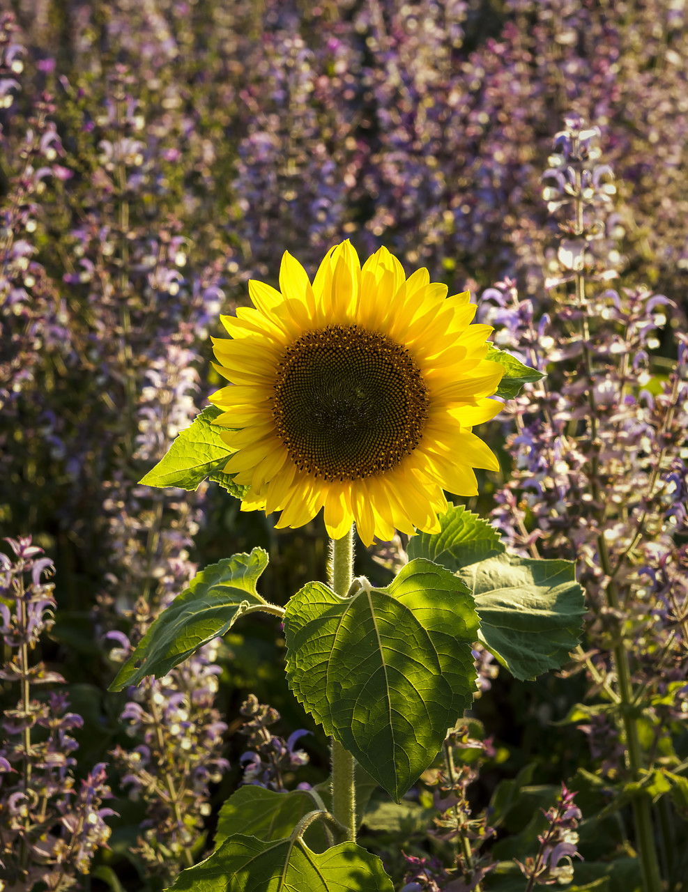 #180301-1 - Sunflower, Provence, France