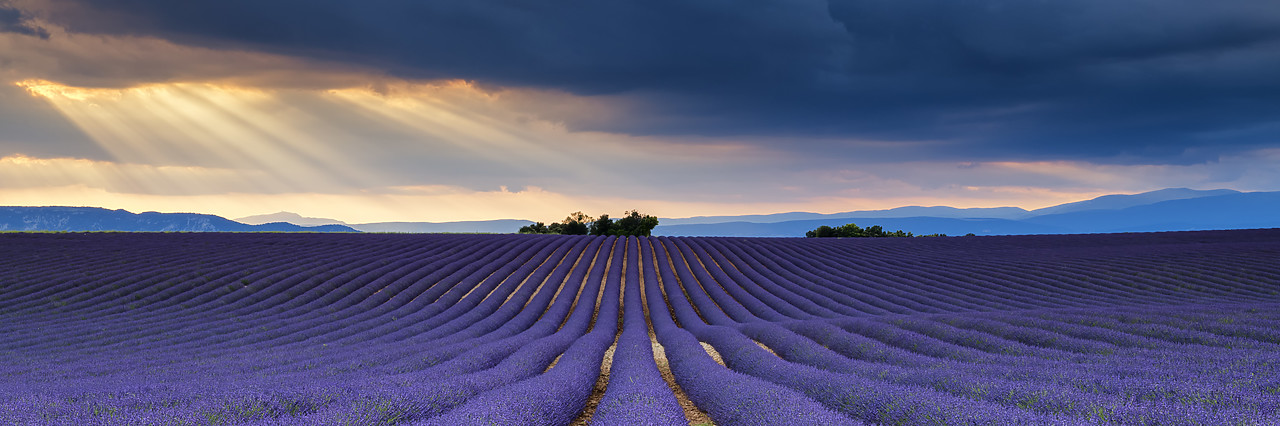 #180302-1 - Sun Rays Over Field of Lavender, Valensole Plateau, Provence, France